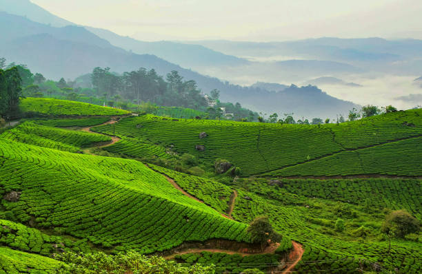 tea field Picture