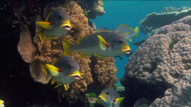 great barrier reef Picture