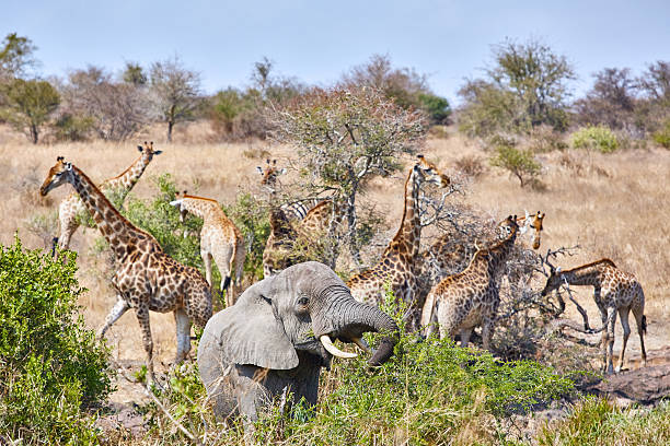 kruger park Picture