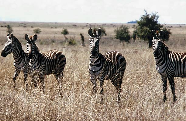 serengeti Picture